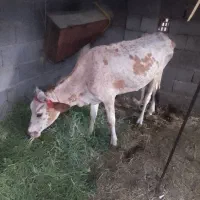 گاو و گوساله