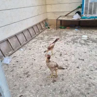 مرغ وخروس لاری|حیوانات مزرعه|اقبالیه, |دیوار