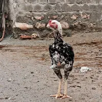 خروس لاری اصل