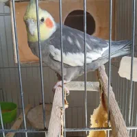 عروس هلندی سخنگو|پرنده|پرند, فاز ۶|دیوار