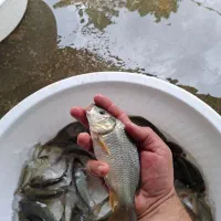 فروش همه روزه انواع بچه ماهی کپور و آمور