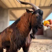 بزغاله آلپاین برای نسل کِشی|حیوانات مزرعه|شیرگاه, |دیوار