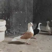 پشت زرد ماده|پرنده|تاکستان, |دیوار