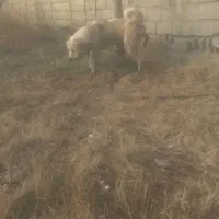 جفت گیری با ماده