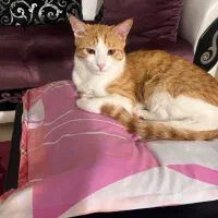 واگذاری رایگان گربه dlh به یه سرپرست مهربون و حامی