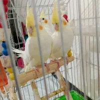 عروس هلندی