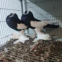 جفت مولد کبوتر زینتی بادکنکی ماهرو