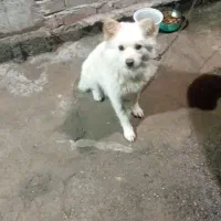 سگ پامر روباهی|سگ|جیرفت, |دیوار