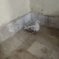 کبوتر نر|پرنده|محمدشهر, شهرک پیام (مهرالبرز)|دیوار