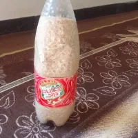 توم گوجه ای سفید|گل و گیاه طبیعی|کوهدشت, |دیوار