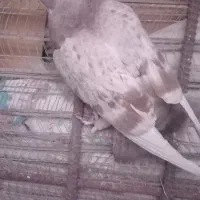 جوجه نر شغلا شده|پرنده|کرمان, |دیوار