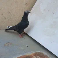 کفتر دمبی|پرنده|لنجان, |دیوار