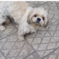 شیتزو نر دوساله