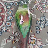 گرینچیک دستی