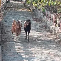 گوسفند و بز