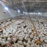 کار در مرغداری گوشتی