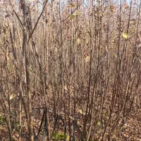 ارائــه نهــال به صورت تضمیــنی|خدمات باغبانی و درختکاری|شهرکرد, |دیوار