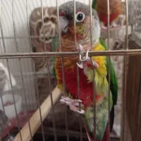 طوطی گرینچیک رام|پرنده|سنندج, |دیوار