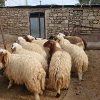 بره صادراتی