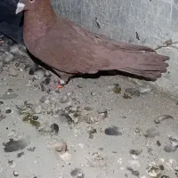 گمشده مو جو دع