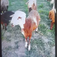 شیشک