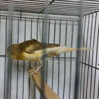 قناری ماده آماده دوعدد