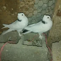 کبوتر درپرنده|پرنده|طسوج, |دیوار