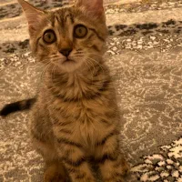 گربه دستی|گربه|شاهین‌شهر, گرگاب|دیوار