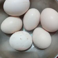 تخم لاری نطفه دار