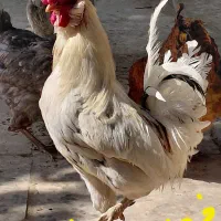 مرغ و خروس گلین با جوجه هاش|حیوانات مزرعه|خمینیشهر, |دیوار