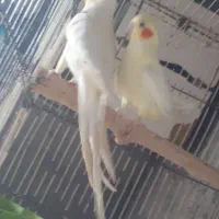 دوجفت  عروس هلندی|پرنده|سیمین شهر, |دیوار