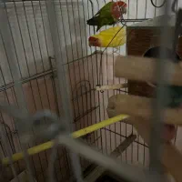 یک جفت طوطی برزیلی