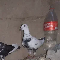 کبوتر (کفتر)جفتگاه