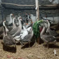 فروش قاز محلی