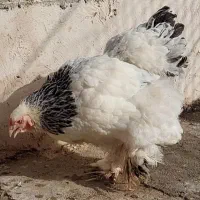 مولد برهما ۳مرغ و یک خروس|حیوانات مزرعه|نسیم‌شهر, |دیوار