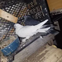 کبوتر|پرنده|قشم, |دیوار