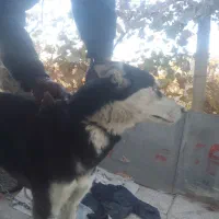 سگ هاسکی نر چشم یخی