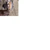 24000000|گربه|اصفهان, راران|دیوار