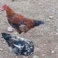 فروش 7عدد خروس محلی سالم|حیوانات مزرعه|بیستون, |دیوار