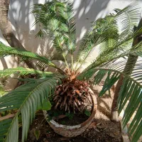 سیکاس