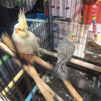 عروس هلندی جفت نر و ماده 7ماهه