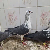 ۴عدد سینه سفید خوشکل