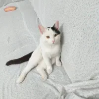 گربه نر هفت ماهه|گربه|فشم, |دیوار