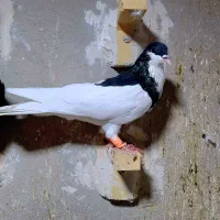 کفتر پلاکی شهری|پرنده|شیراز, کوشک میدان|دیوار