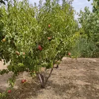 باغ هزار متر دارای سهمیه آب لوله کشی شده داخل باغ|فروش زمین و ملک کلنگی|رباط‌کریم, رباط‌کریم|دیوار