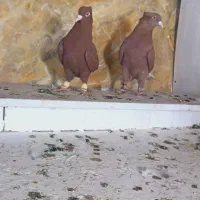 علی خلیلی|پرنده|مشهد, انصار|دیوار