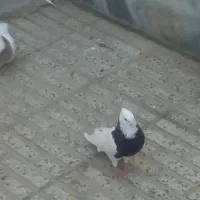 کبوتر طوقی کاکلی مهر
