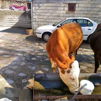 فروش دو راس گاو با گوساله هاش