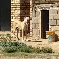 سرابی نر|سگ|حلب, |دیوار