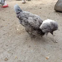 مرغ وخروس لهستانی ولاری|حیوانات مزرعه|اسالم, |دیوار